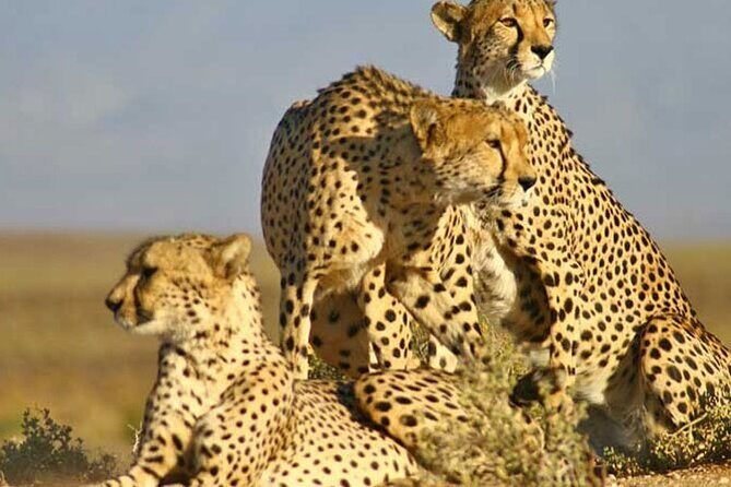 Aquila Game Reserve Big 5 Safari with Wine Tasting and Lunch - Into the Heart of the Wild: Aquila Game Reserve