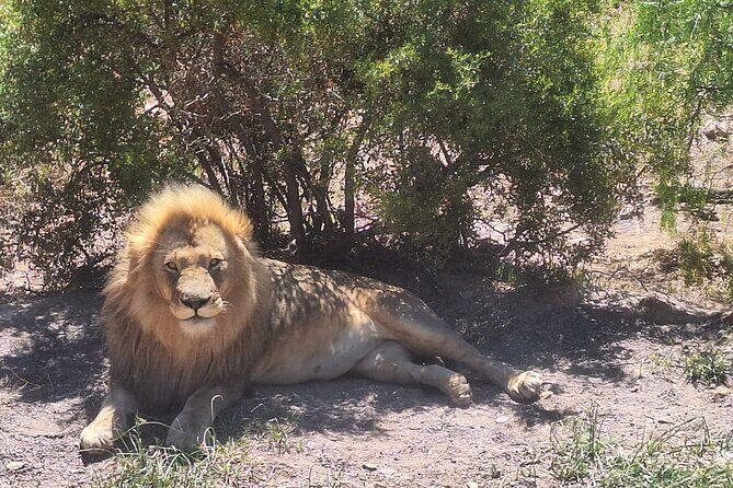 Aquila Game Reserve Big 5 Safari with Wine Tasting and Lunch - Who Is This Tour Best For?  