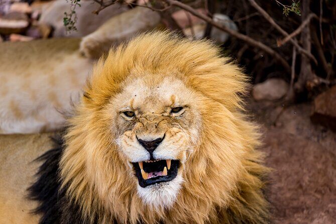 Aquila Game Reserve Safari with Park Fees, Transport & Lunch - Key Points