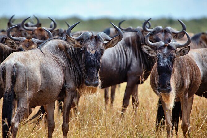 Aquila Game Reserve Safari with Park Fees, Transport & Lunch - What’s Included and What’s Not