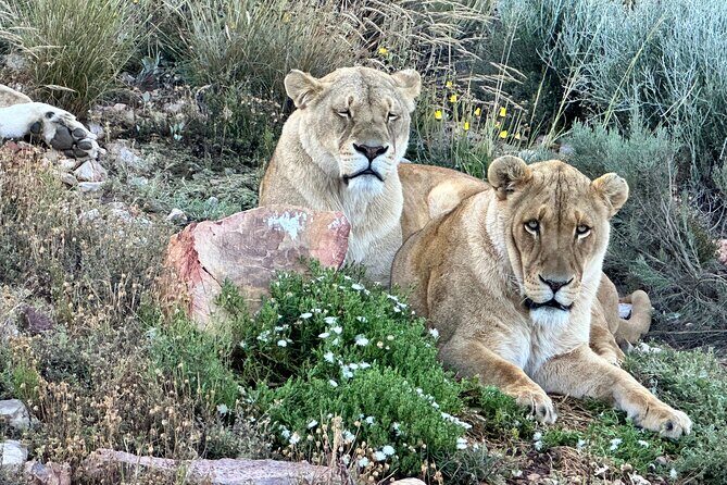 Aquila Game Reserve Safari with Park Fees, Transport & Lunch - Authentic Experiences Reported by Travelers