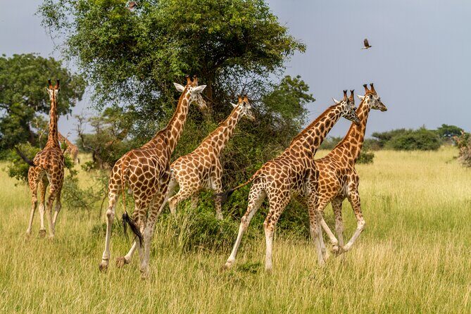 Aquila Game Reserve Safari with Park Fees, Transport & Lunch - Who Is This Tour Best For?