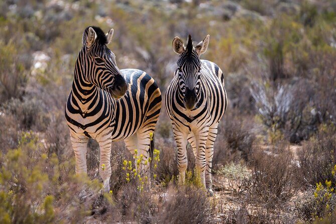 Aquila Game Reserve Safari with Park Fees, Transport & Lunch - FAQs