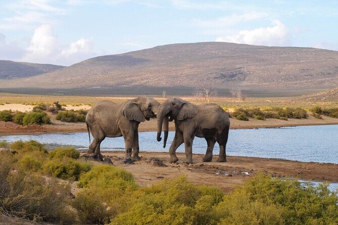 Aquila Game Reserve Safari with wine tasting, Transport & Lunch - Key Points
