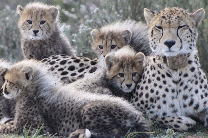 Aquila Game Reserve Safari with wine tasting, Transport & Lunch - Practical Details