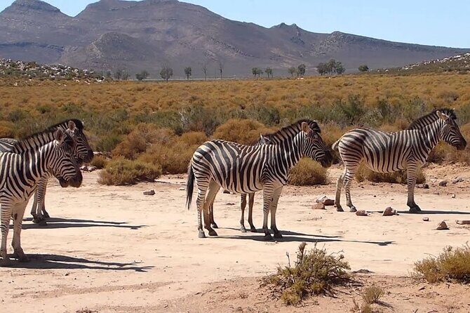 Aquila Game Reserve Safari with wine tasting, Transport & Lunch - FAQ