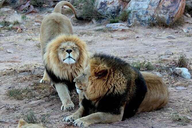 Aquila Game Reserve Safari with wine tasting, Transport & Lunch - Key Points