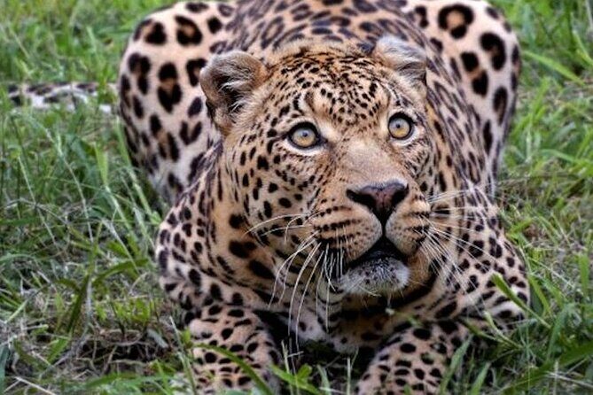 Aquila Game Reserve Safari with wine tasting, Transport & Lunch - Exploring the Itinerary in Detail