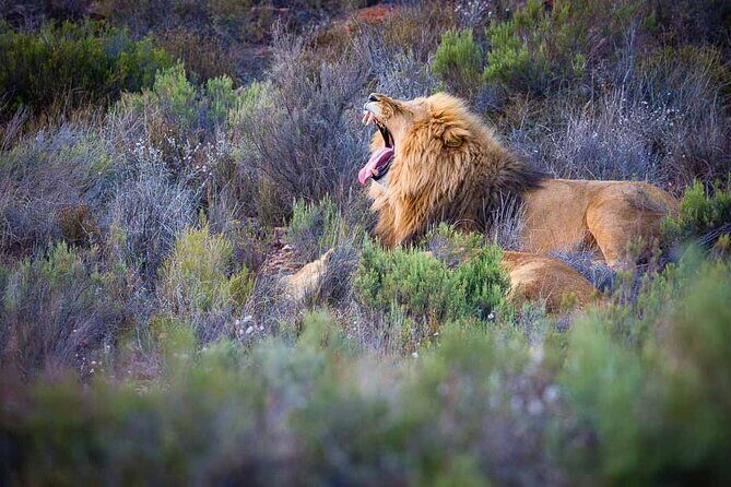 Aquila Game Reserve Safari with wine tasting, Transport & Lunch - Authentic Experiences from Reviews