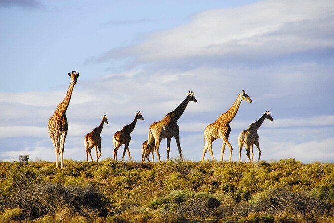 Aquila Game Reserve Safari with wine tasting, Transport & Lunch - Practical Tips for Your Day Trip