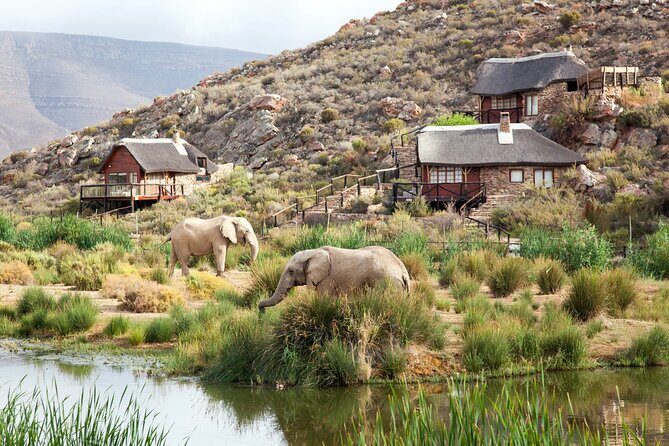 Aquila Game Reserve Safari with wine tasting, Transport & Lunch - Who Is This Tour Best For?