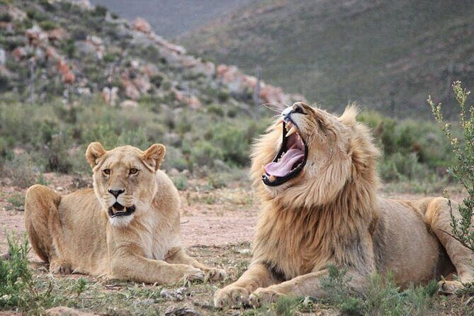 Aquila Game Reserve Safari with wine tasting, Transport & Lunch - FAQs