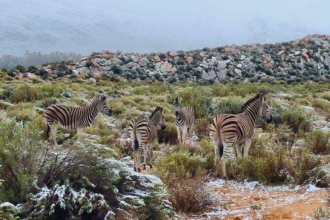 Aquila Game Reserve Sunset Safari - Practical Tips for Your Safari Experience