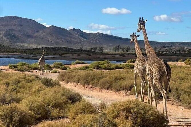 Aquila Game Reserve Sunset Safari - FAQ