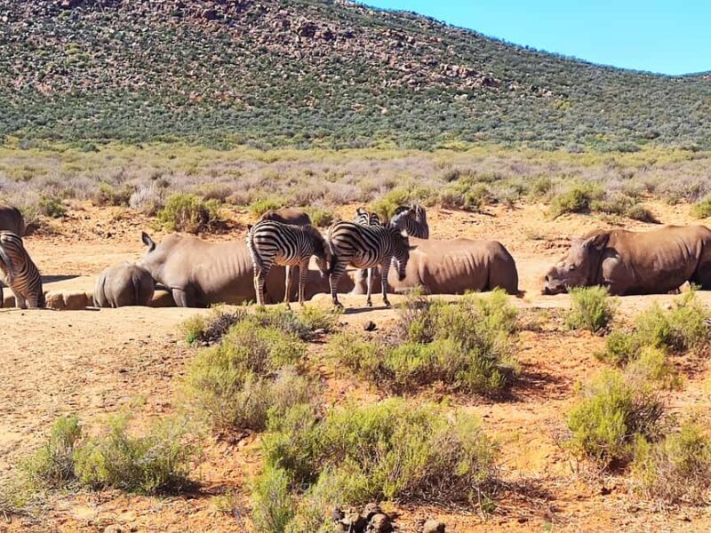 Aquila Private Game Reserve Full Day Safari - Practicalities and Tips for Travelers
