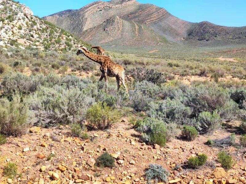 Aquila Private Game Reserve Full Day Safari - Authentic Experiences from Review Insights