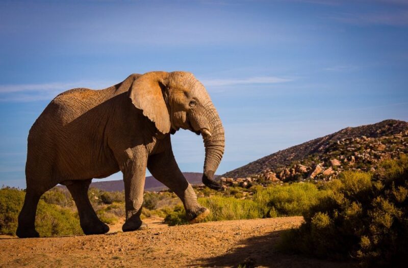 Aquila Private Game Reserve: Sunset Safari with Entry Fee - What to Expect During the Safari