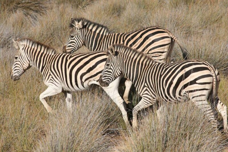 Aquila Reserve: Private Day Tour with Shared Game Drive - A Closer Look at the Experience