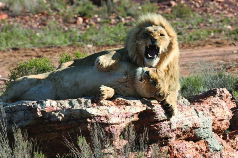 Aquila Reserve: Private Day Tour with Shared Game Drive - Breakfast & Arrival at the Reserve