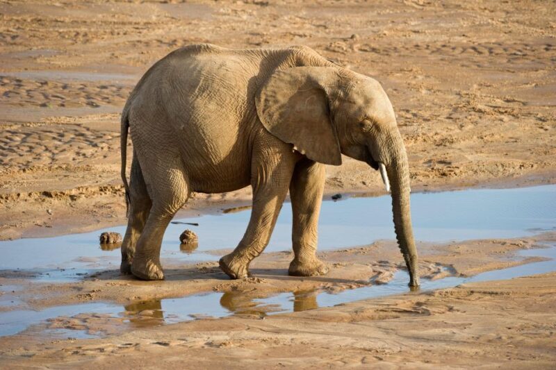 Aquila Reserve: Private Day Tour with Shared Game Drive - Optional Spa & Activity Add-ons