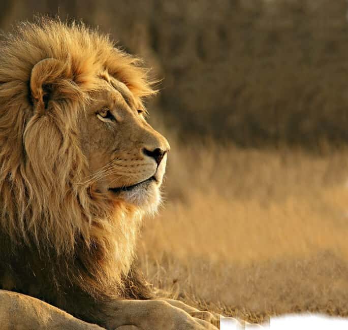 Aquila Reserve Safari with Lunch and Wine tasting - Who Should Consider This Tour?