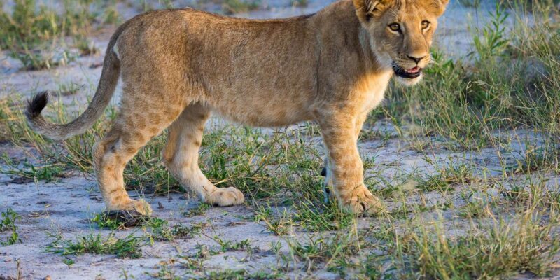 Aquila Reserve Safari with Lunch and Wine tasting - FAQ