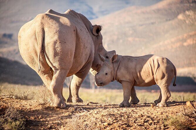 Aquila Reserve Safari with Lunch and Wine Tasting - FAQs
