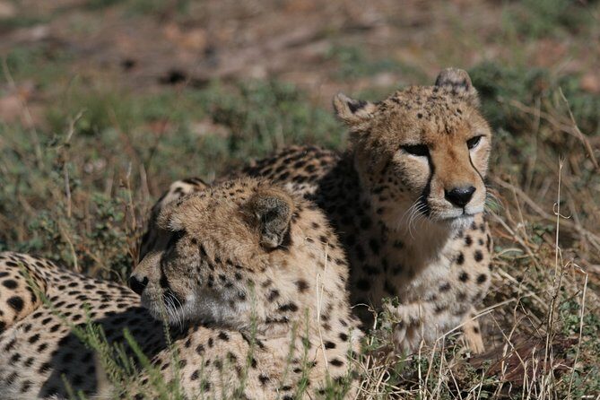 Aquila Safari Game Drive, Lunch & Shared Transfers from Cape Town - Key Points