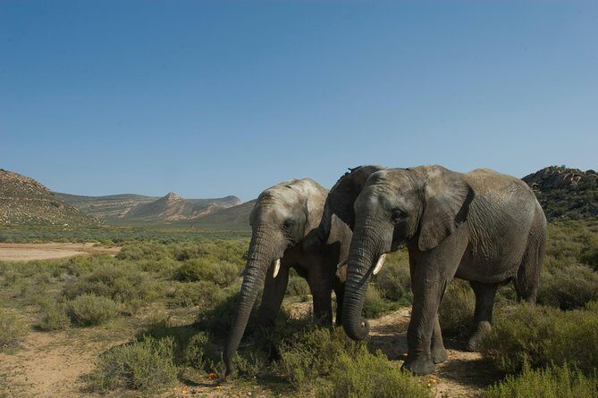 Aquila Safari Game Drive, Lunch & Shared Transfers from Cape Town - What Reviewers Say