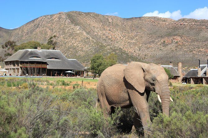 Aquila Safari Game Drive, Lunch & Shared Transfers from Cape Town - Final Thoughts: Is This Tour Right for You?