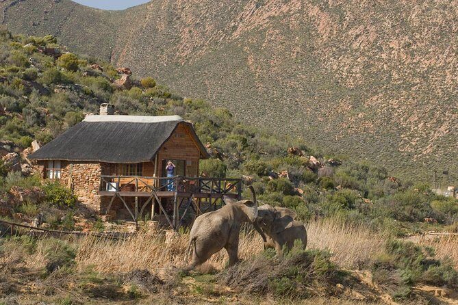 Aquila Safari Game Drive, Lunch & Shared Transfers from Cape Town - In The Sum Up