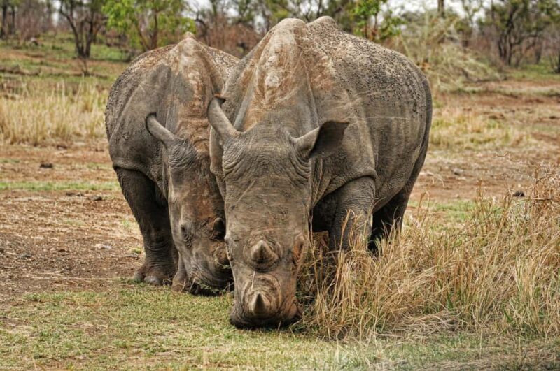 Aquila sunset safari Game reserve Group Tour - Key Points