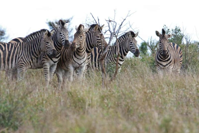 Aquila sunset safari Game reserve Group Tour - The Sum Up