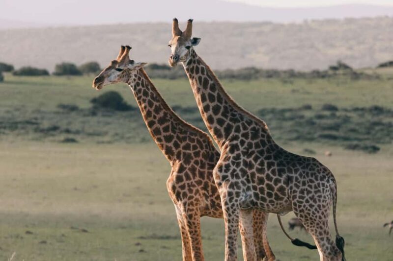 Aquila sunset safari Game reserve Group Tour - FAQ