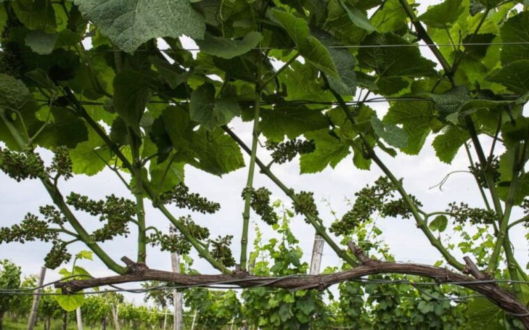 aquileia-winery-tour-and-tasting