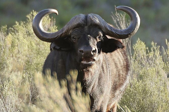 Aquilla BIG5 private Safari Cape Town - Who Is This Safari Perfect For?