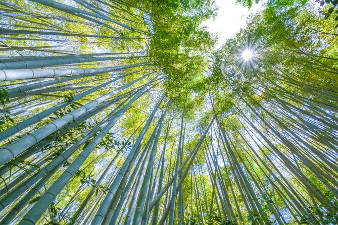 arashiyama-bamboo-must-see-gardens-with-an-amazing-guide