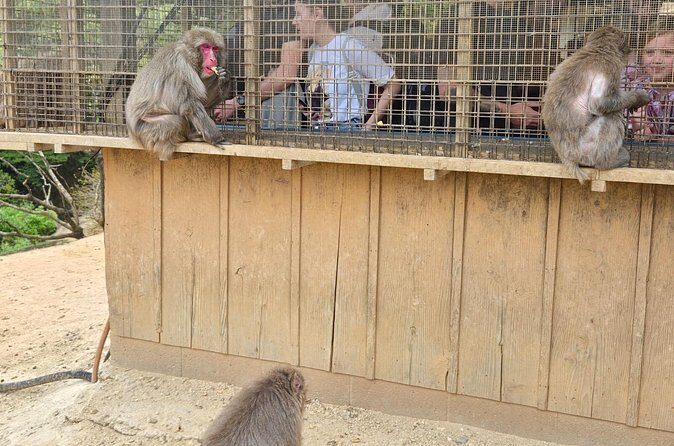 Arashiyama Half Day Tour - Final Verdict: Is This Tour Right for You?