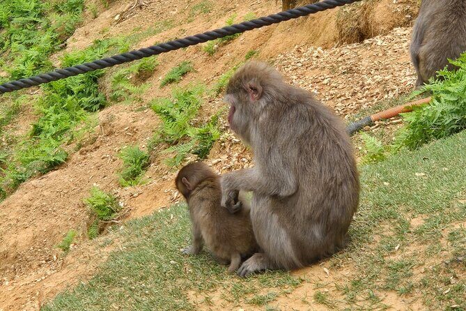 Arashiyama Half Day Tour - FAQs