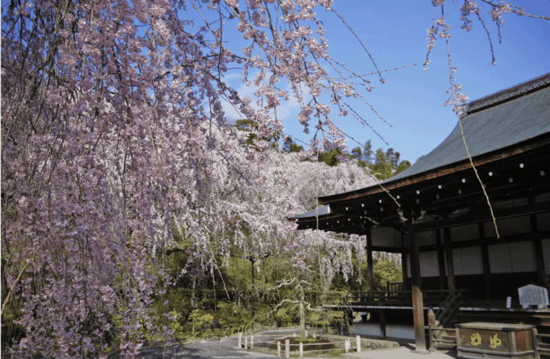 arashiyama-tenryu-ji-temple-guided-tour