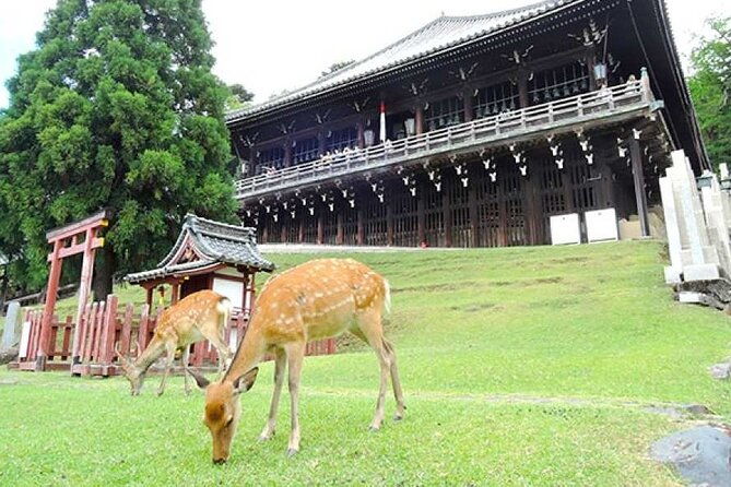arashiyama-yasaka-shrine-hanamikoji-todaiji-day-tour-from-osaka