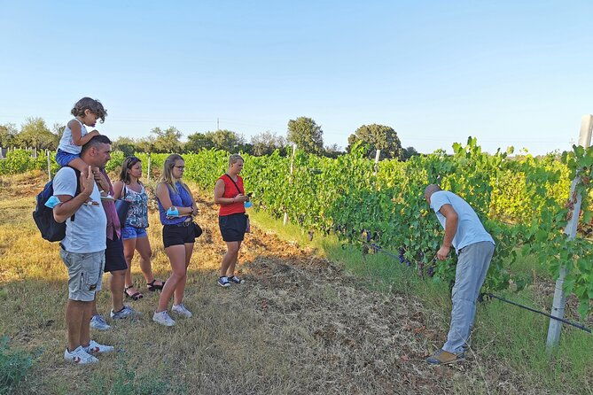 archeology-visit-to-a-vineyard-and-wine-and-pecorino-cheese-tasting-2