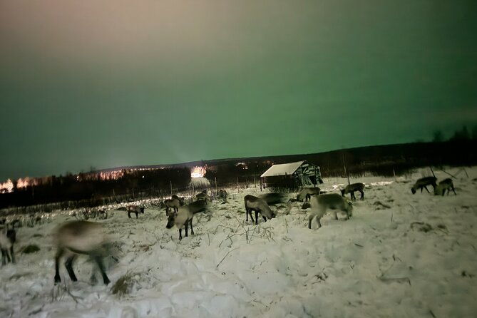 arctic-adventure-with-reindeer-and-northern-lights-hunt-1830-pm