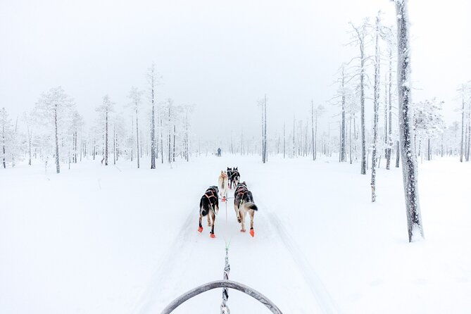 arctic-animals-adventure-with-lunch-buffet
