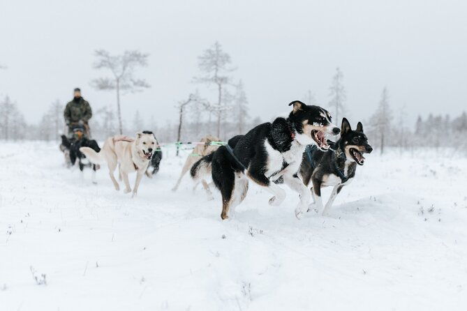 arctic-animals-adventure-with-lunch-buffet