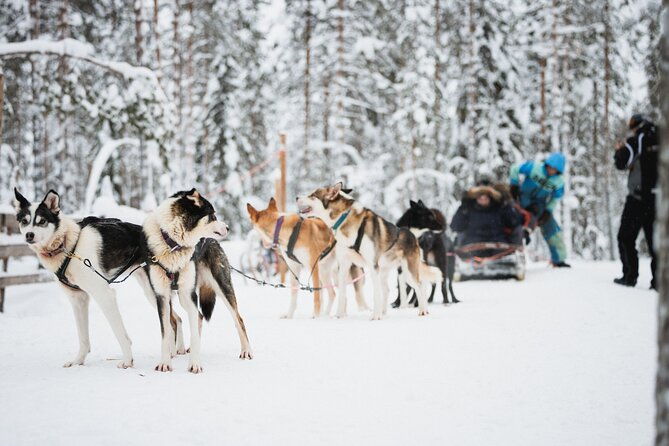 arctic-circle-highlights-family-day-by-minibus