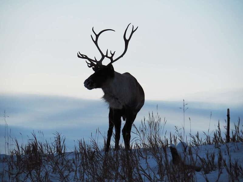 arctic-day-wildlife-hot-springs-half-day