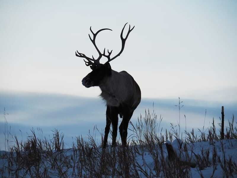 arctic-day-wildlife-hot-springs-half-day