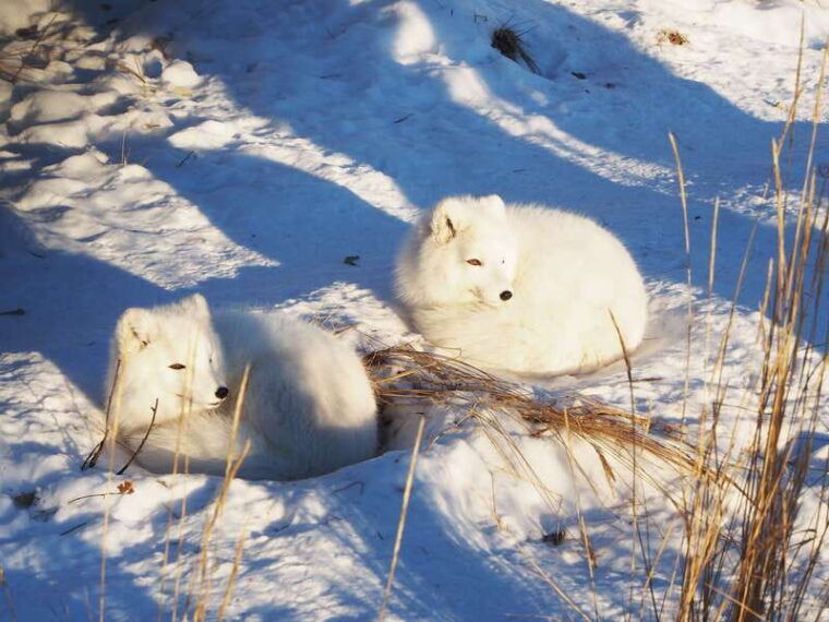 arctic-day-wildlife-hot-springs-half-day