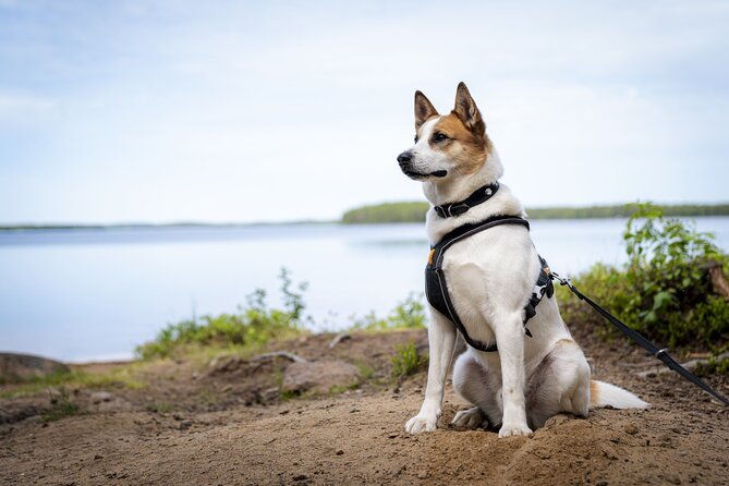arctic-hiking-with-lappish-dogs